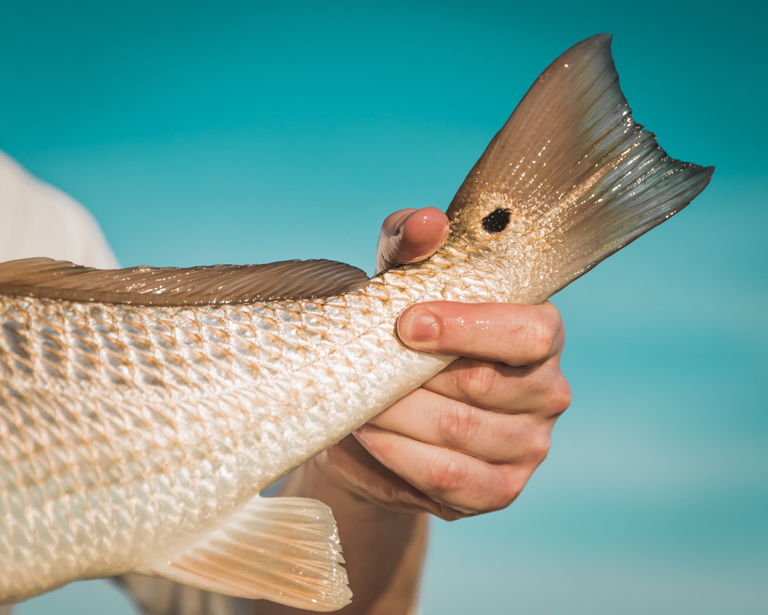 Lowcountry Premier Fly Fishing - Charleston SC Guided Fly Fishing - Inshore Fishing South Carolina