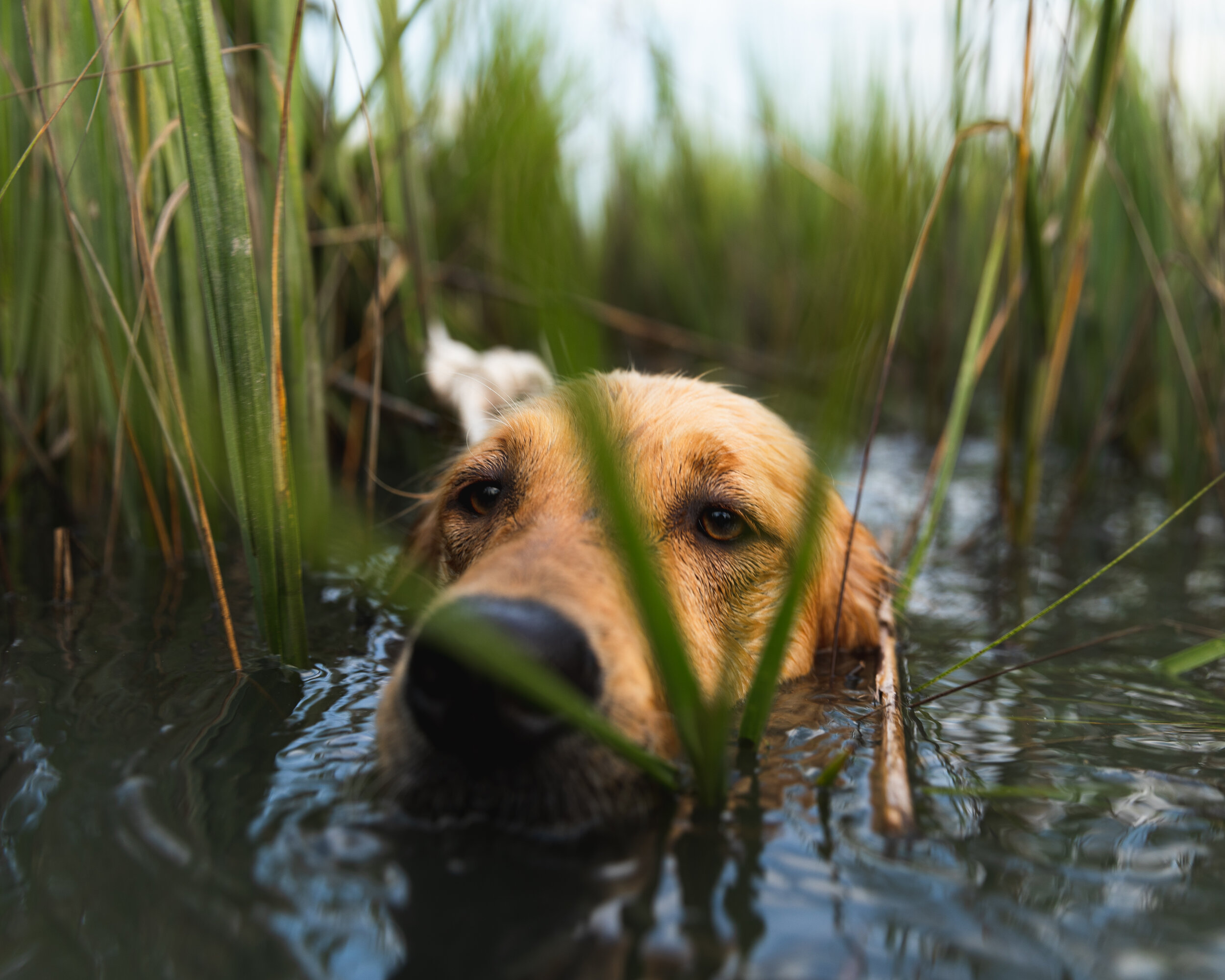 Lowcountry Premier Fly Fishing - Charleston SC Guided Fly Fishing - Inshore Fishing South Carolina