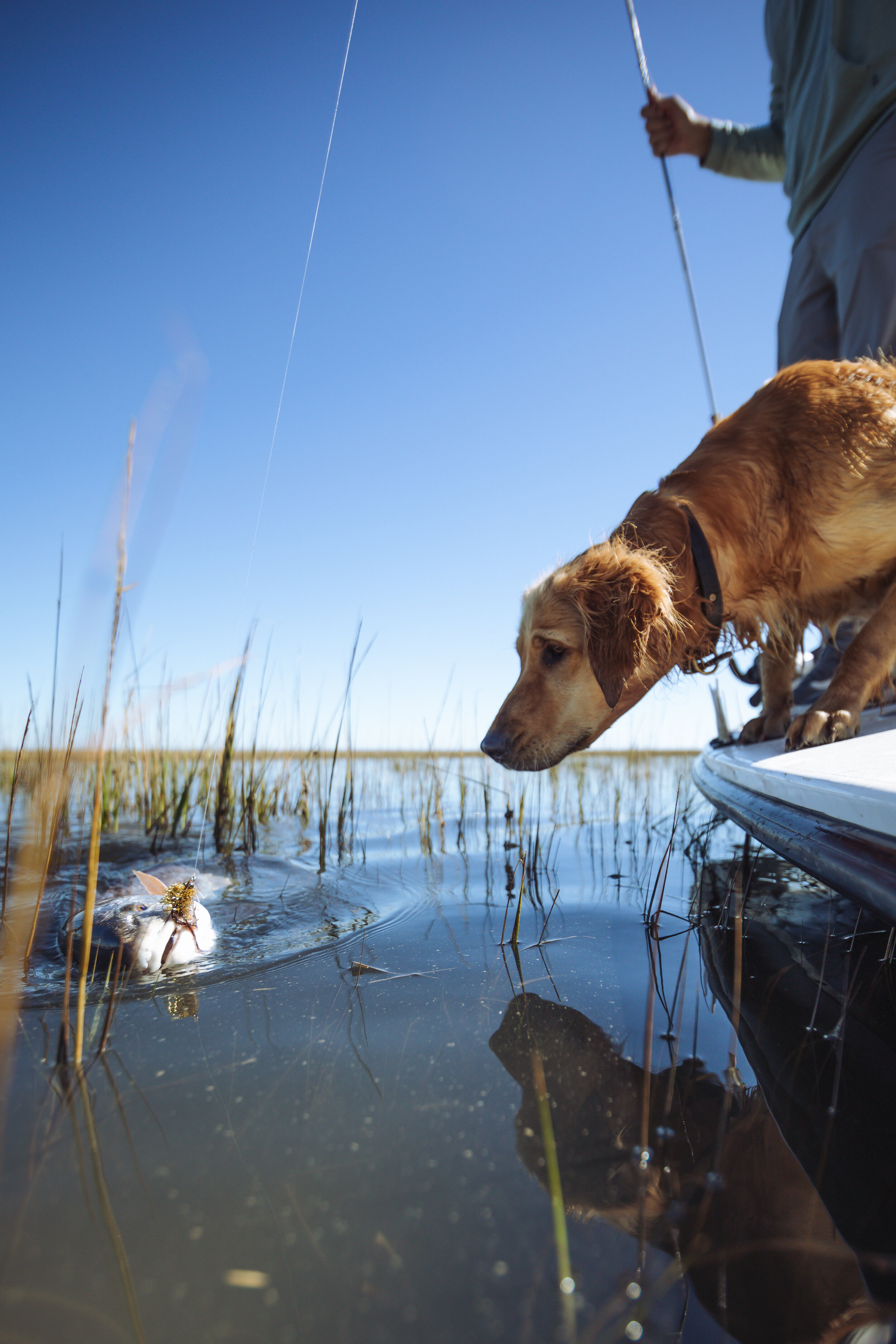 Lowcountry Premier Fly Fishing - Charleston SC Guided Fly Fishing - Inshore Fishing South Carolina