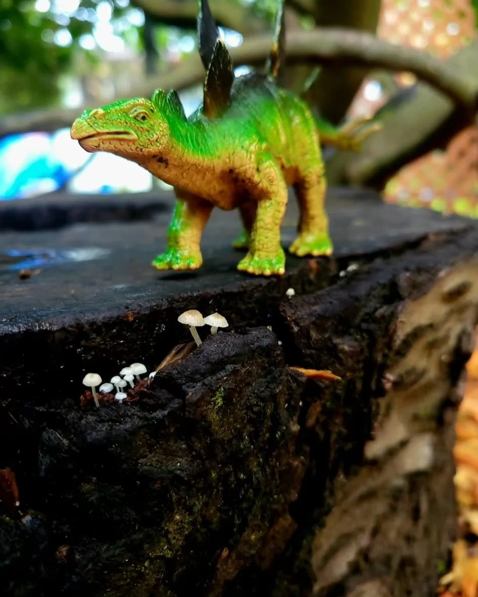 A dinosaur and little baby mushrooms. What more could you want! 🍄 😍 🦕 

#tigerlilypreschool #seattlepreschool #northseattlepreschool #shorelinepreschool #halfdaypreschool