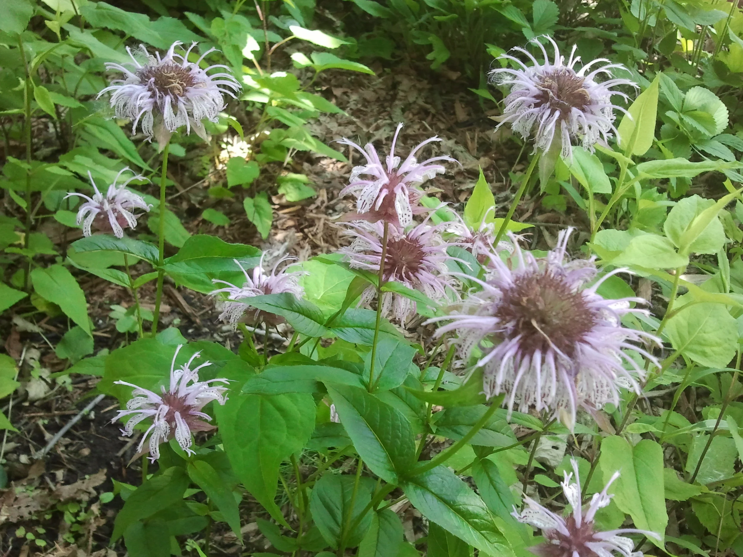 2012-05-31 15.35.42.jpg