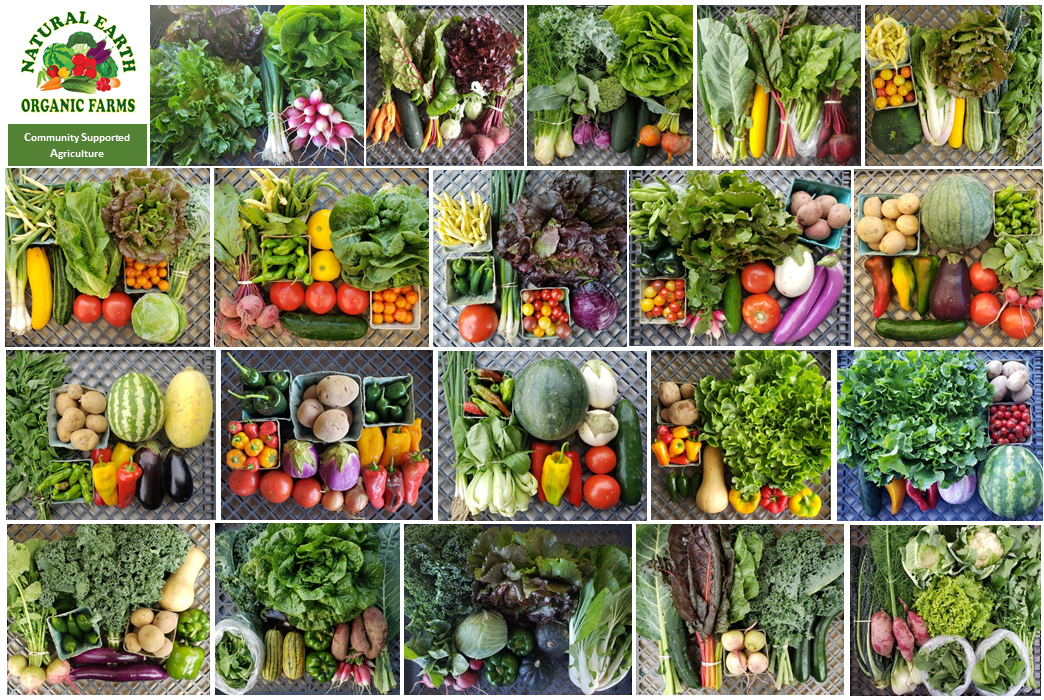 20csaharvest21.png