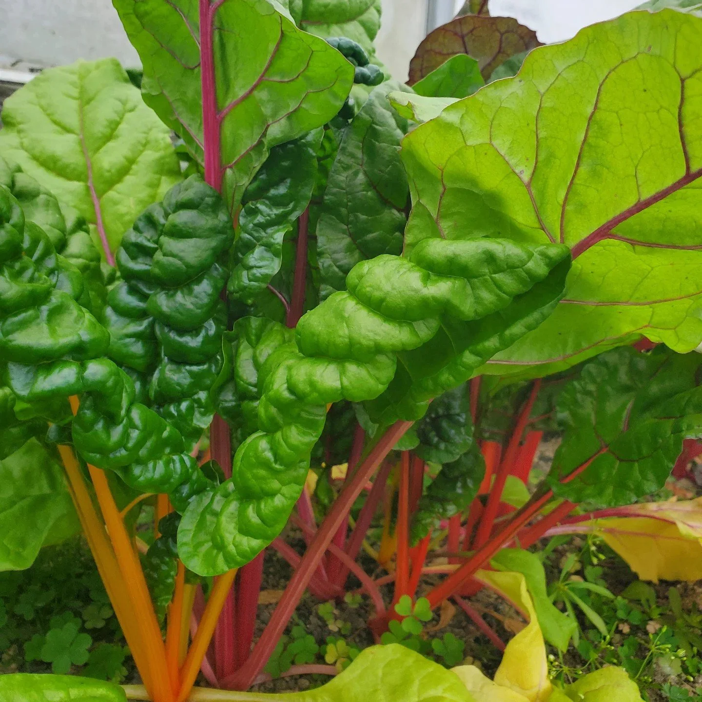 Rainbow Chard.jpg