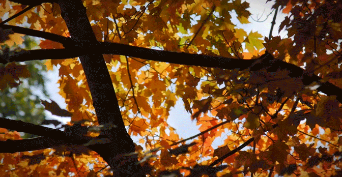 leaf.gif