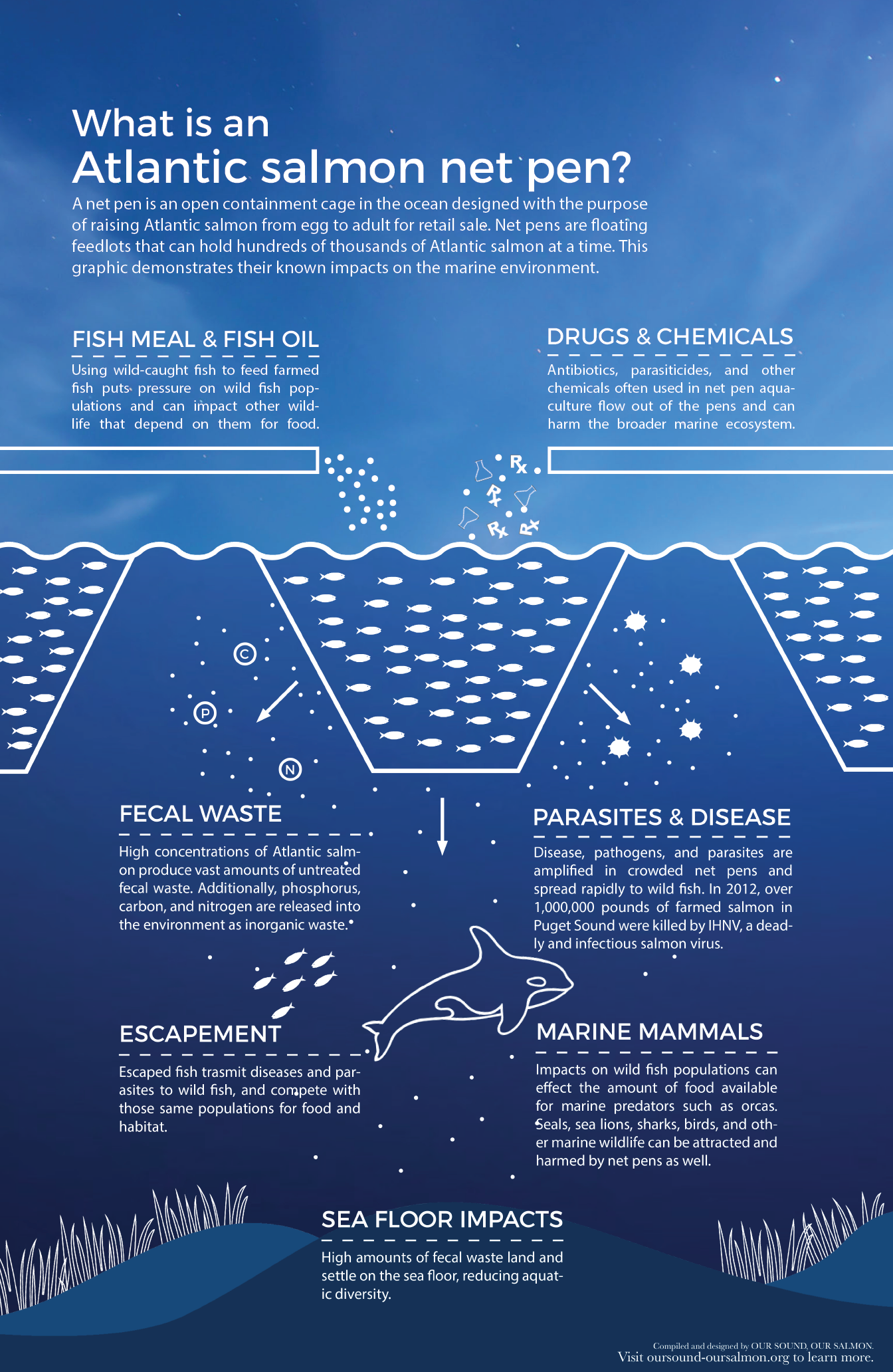 Learn More Our Sound Our Salmon