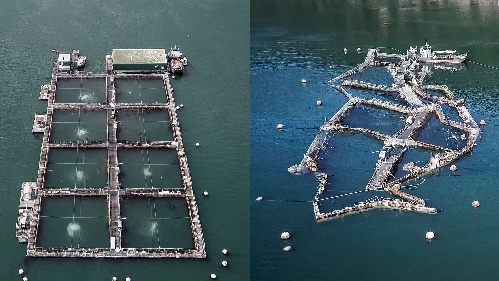 Left: An image of an operational Atlantic salmon net pen. Right: Cooke Aquaculture's Cypress Island net pen facility after the weekend of August 19th.
