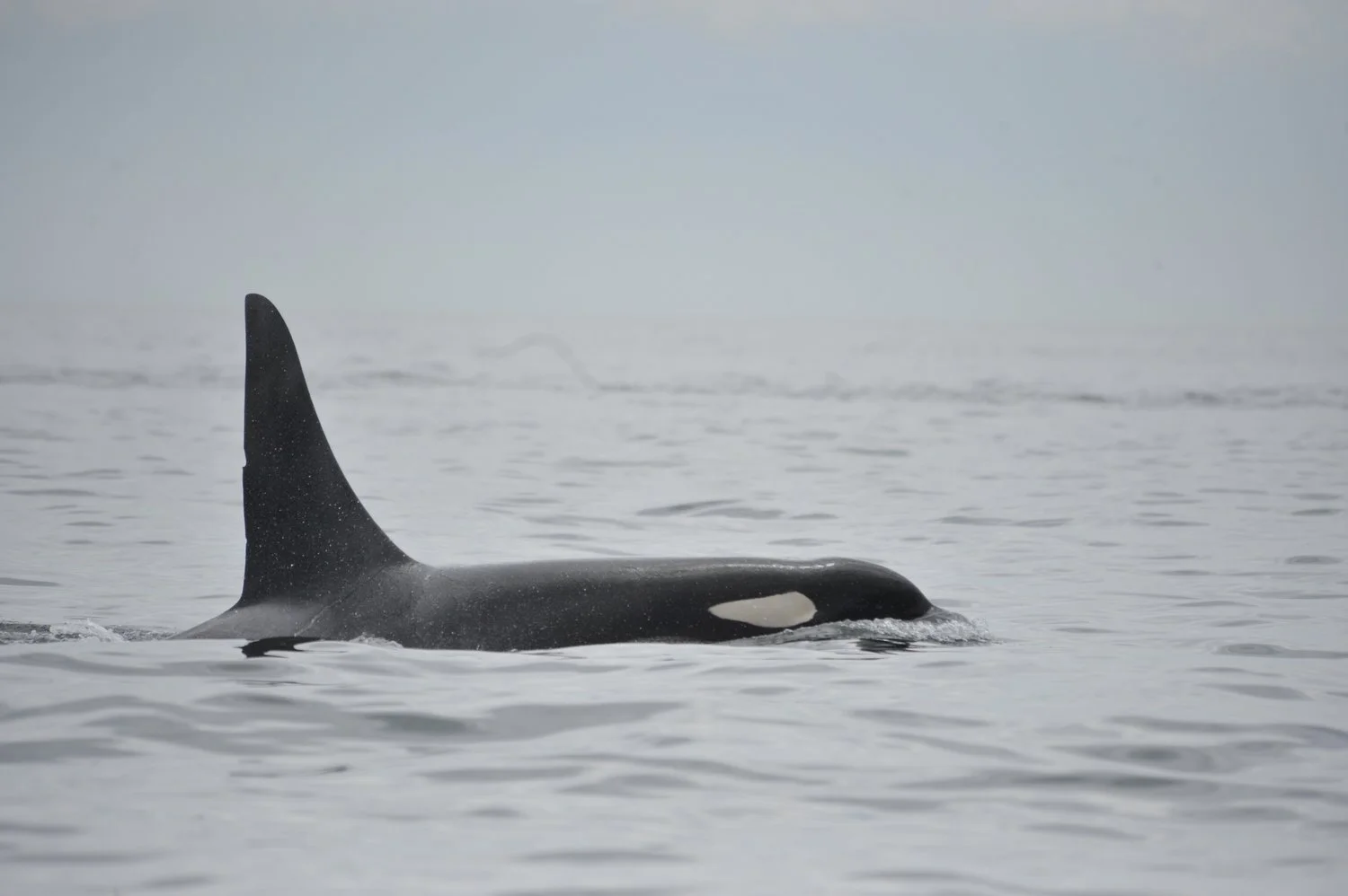 Video footage captures orcas swimming dangerously close to Bainbridge net pens