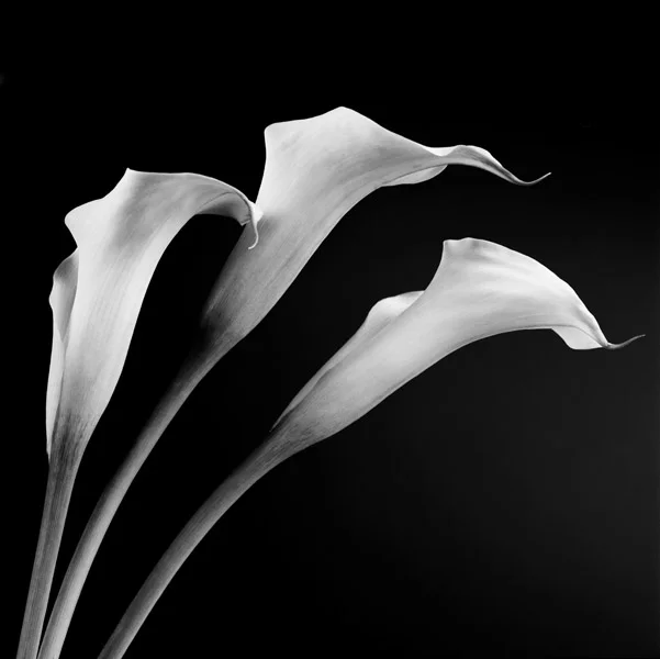 CALLA 1.jpg