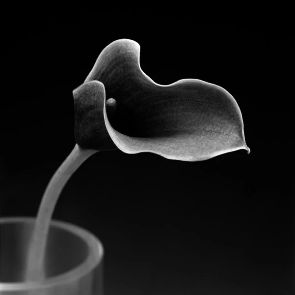 CALLA 5.jpg
