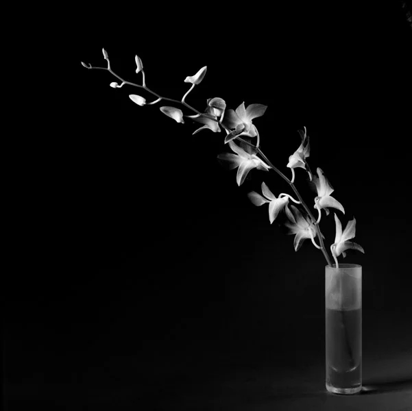 ORCHID.jpg