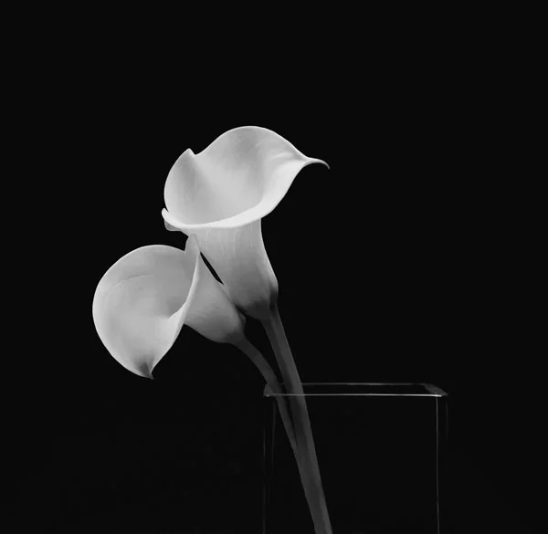 CALLA 2.jpg