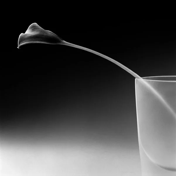 CALLA 4.jpg