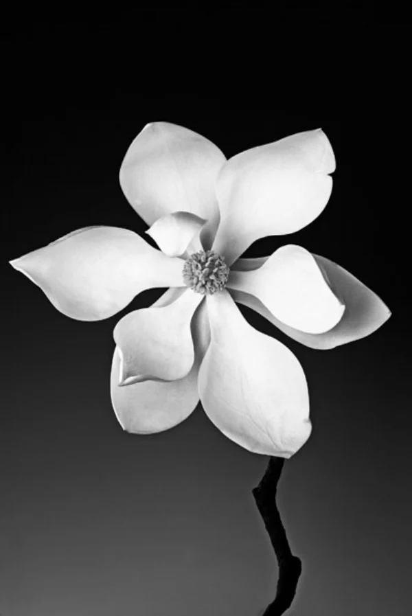 MAGNOLIA.jpg