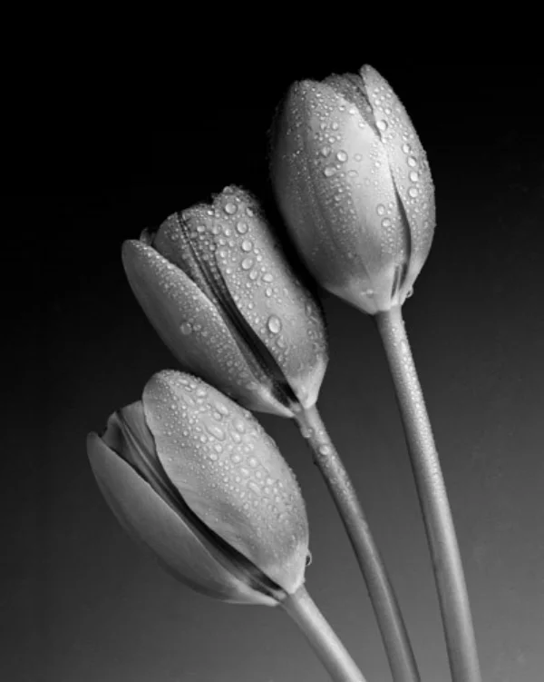 TULIP 3.jpg