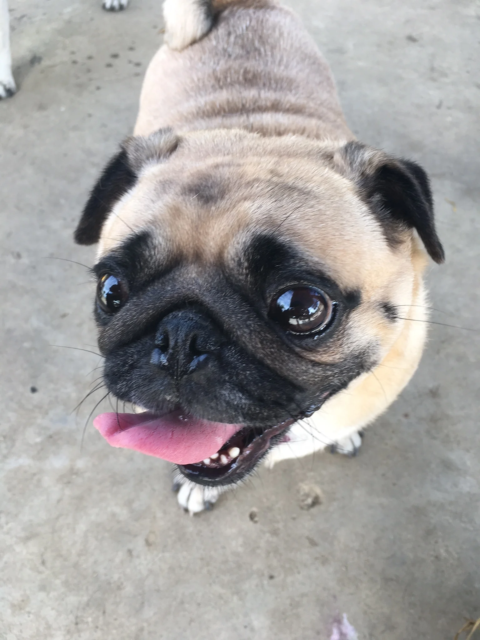 Goofy, tongue-sticking-out pug.