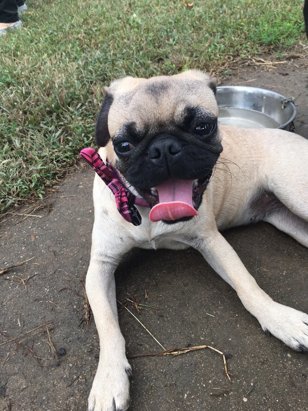 Chillin', bow-tie-wearing pug.