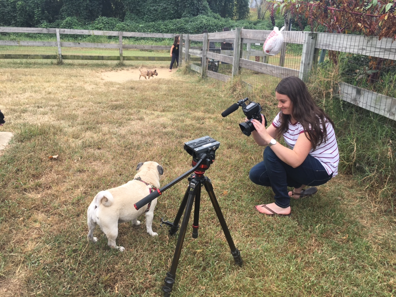 Movie star pug, ready for its close-up as I'm filming.