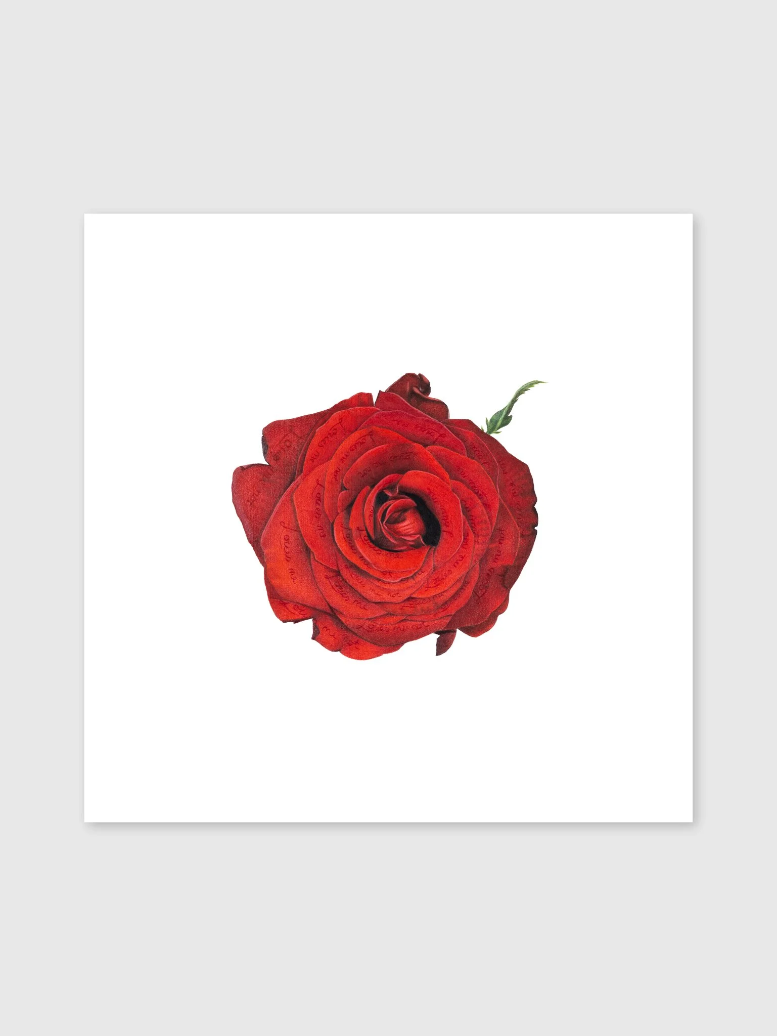 Loves-me-loves-me-not-print.jpg