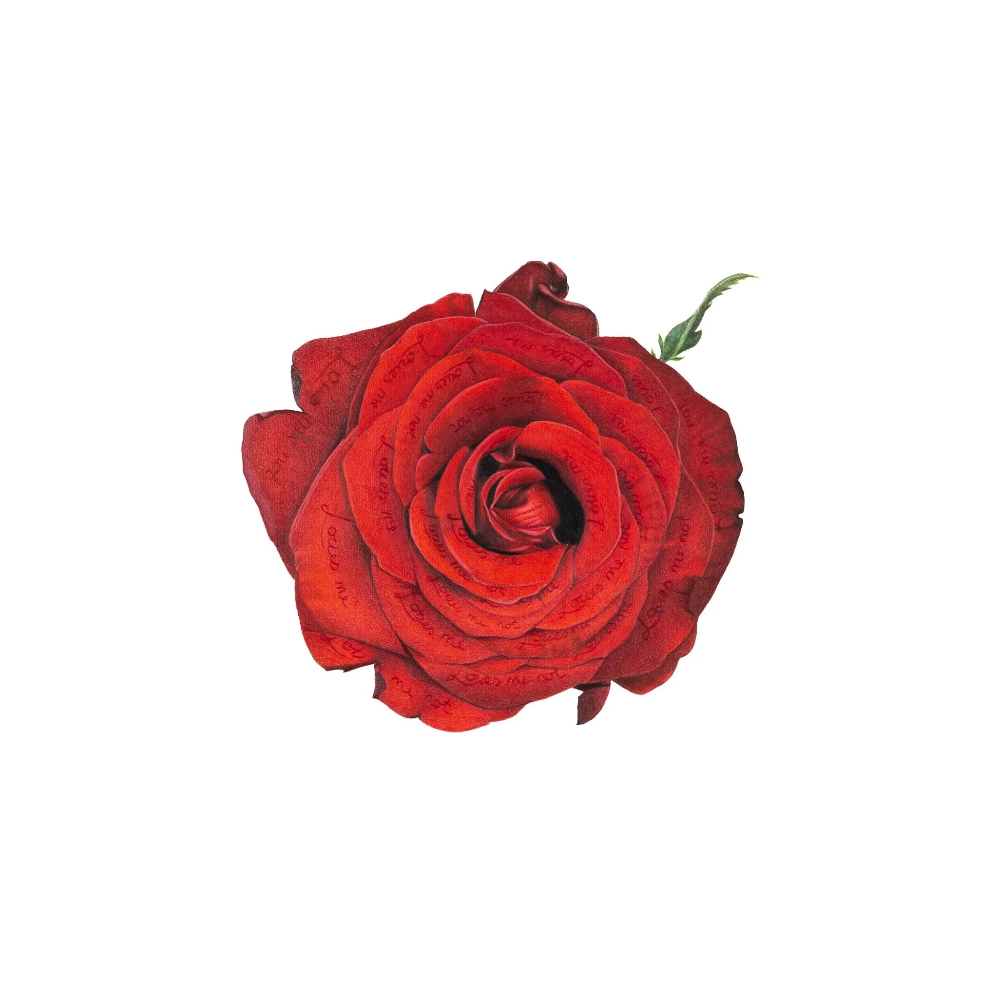 Loves me, Loves me not -2024
