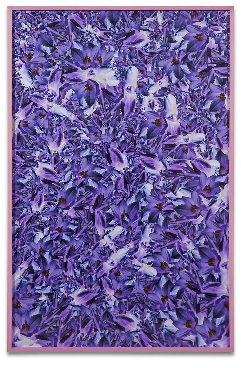 Case Simmons, Simmons & Burke, Blue Dicks, Still Lives and Common Names, Metallic Print, Digital Collage, Digital Art, Photoshop Collage, Contemporary Collage, Case Simmons Art, Collage Fine Art, Abstract Digital Collage, Kohn Gallery