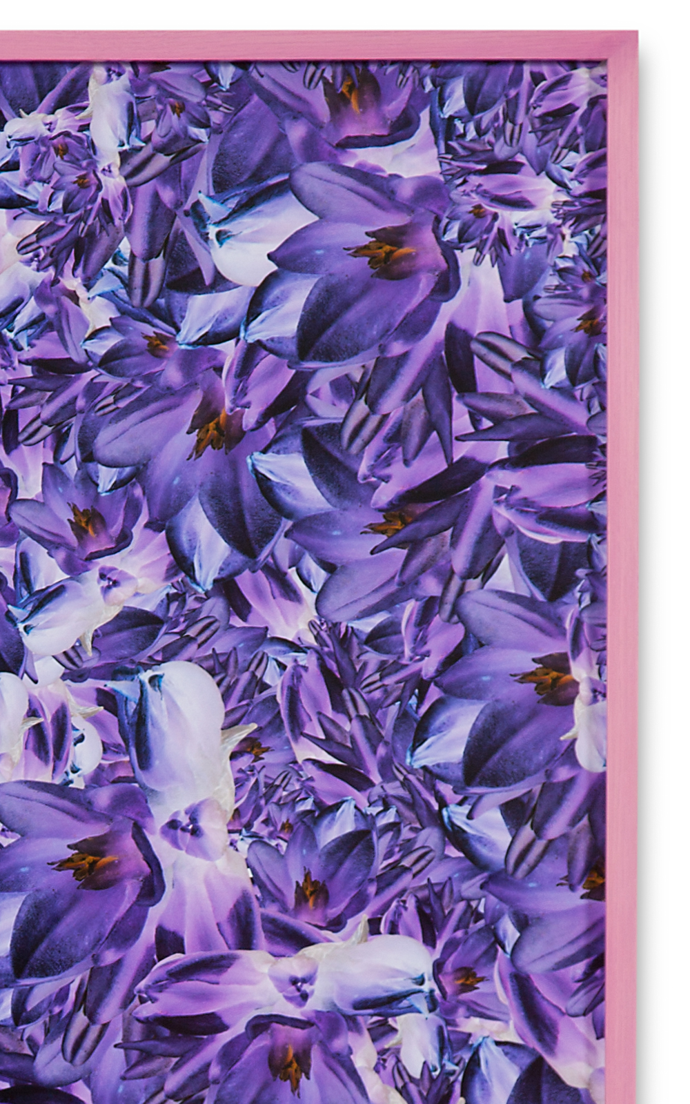 Case Simmons, Simmons & Burke, Blue Dicks, Still Lives and Common Names, Metallic Print, Digital Collage, Digital Art, Photoshop Collage, Contemporary Collage, Case Simmons Art, Collage Fine Art, Abstract Digital Collage, Kohn Gallery