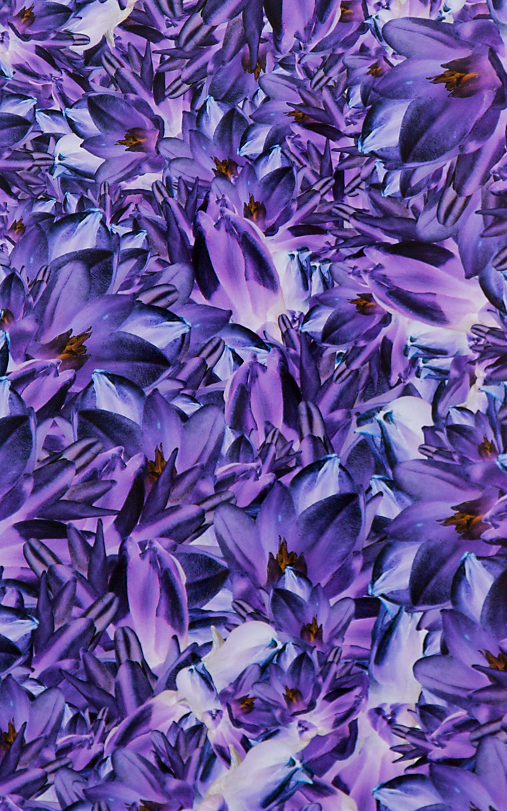 Case Simmons, Simmons & Burke, Blue Dicks, Still Lives and Common Names, Metallic Print, Digital Collage, Digital Art, Photoshop Collage, Contemporary Collage, Case Simmons Art, Collage Fine Art, Abstract Digital Collage, Kohn Gallery