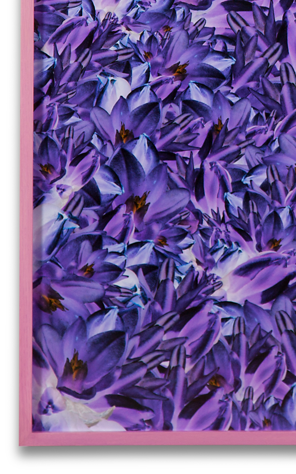 Case Simmons, Simmons & Burke, Blue Dicks, Still Lives and Common Names, Metallic Print, Digital Collage, Digital Art, Photoshop Collage, Contemporary Collage, Case Simmons Art, Collage Fine Art, Abstract Digital Collage, Kohn Gallery
