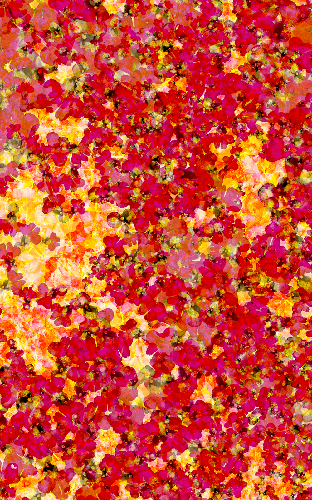 Case Simmons, Simmons & Burke, Touch Me Not Cheese Weed, Still Lives and Common Names, Metallic Print, Digital Collage, Digital Art, Photoshop Collage, Contemporary Collage, Case Simmons Art, Collage Fine Art, Abstract Digital Collage, Kohn Gallery