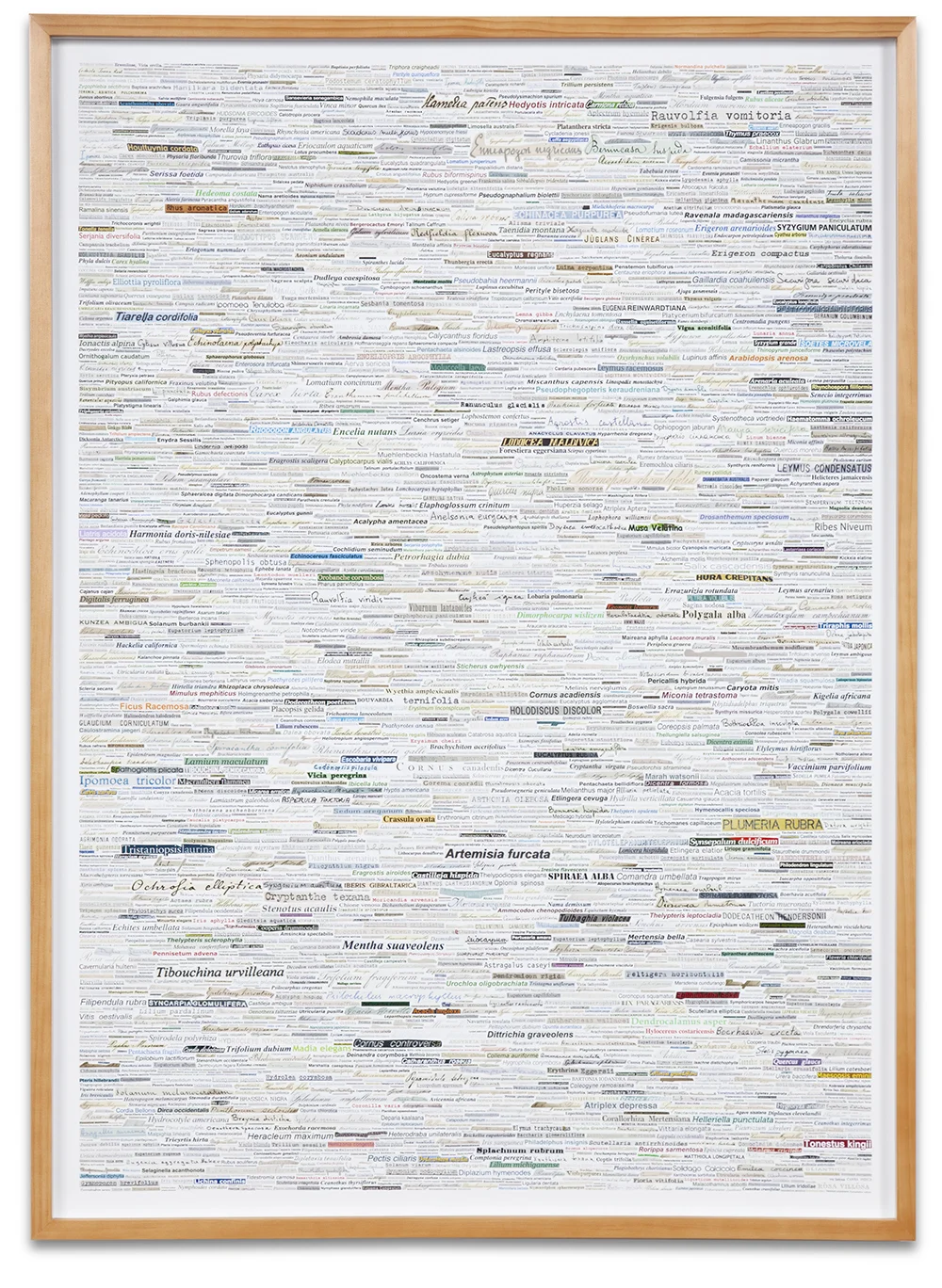 Case Simmons, Simmons & Burke, Latin Binomials Palette, Still Lives and Common Names, Text Art, Digital Collage, Digital Art, Photoshop Collage, Contemporary Collage, Case Simmons Art, Collage Fine Art, Word Art, Kohn Gallery