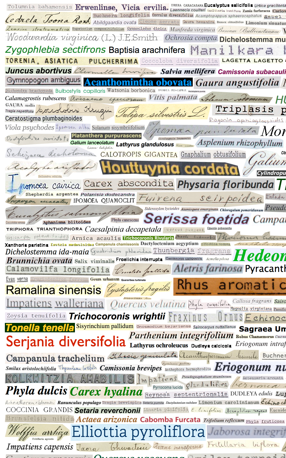 Case Simmons, Simmons & Burke, Latin Binomials Palette, Still Lives and Common Names, Text Art, Digital Collage, Digital Art, Photoshop Collage, Contemporary Collage, Case Simmons Art, Collage Fine Art, Word Art, Kohn Gallery