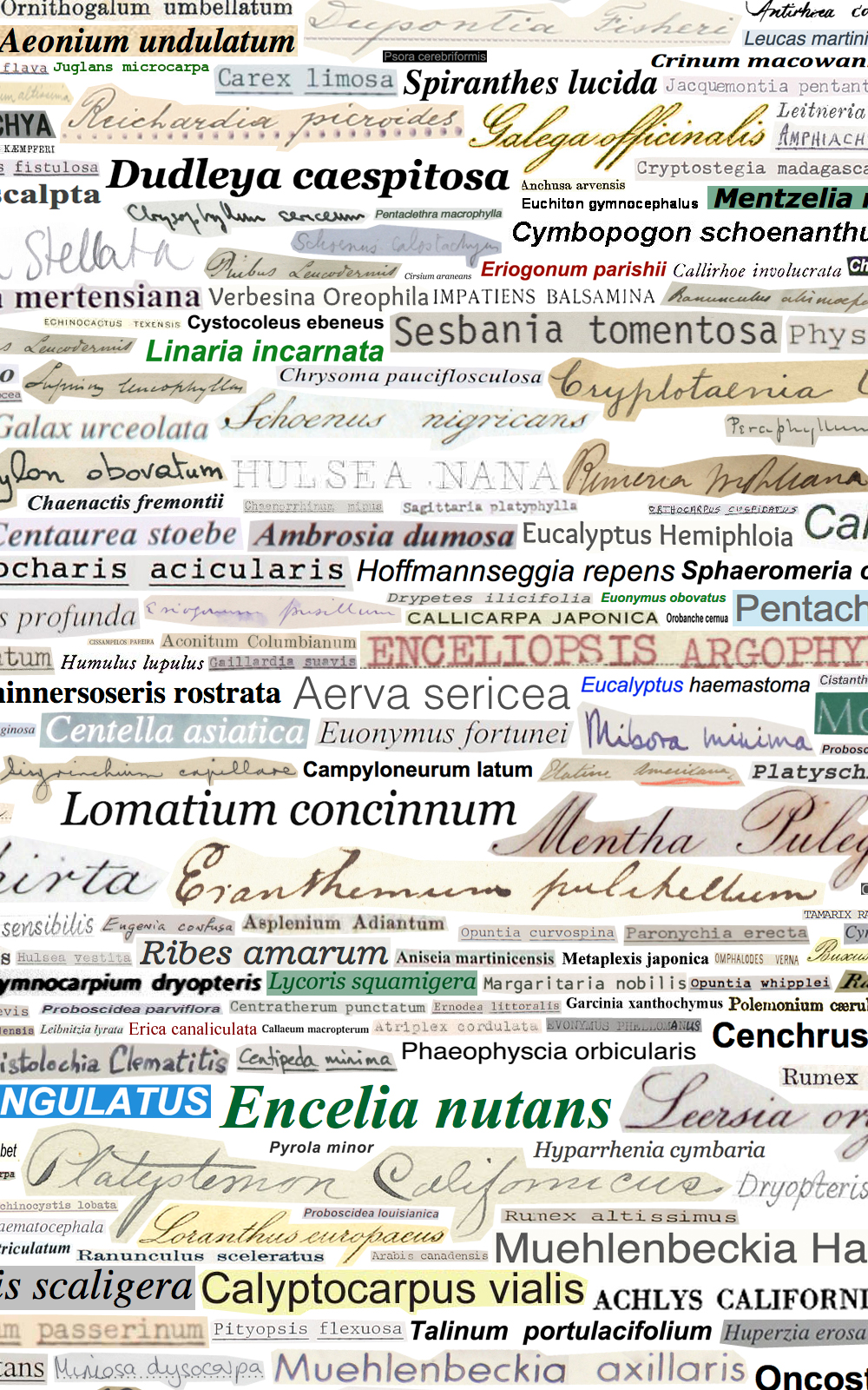 Case Simmons, Simmons & Burke, Latin Binomials Palette, Still Lives and Common Names, Text Art, Digital Collage, Digital Art, Photoshop Collage, Contemporary Collage, Case Simmons Art, Collage Fine Art, Word Art, Kohn Gallery