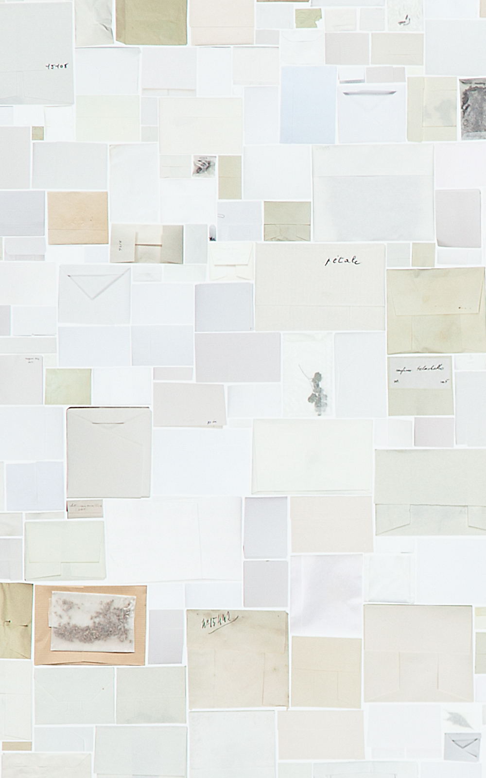 Case Simmons, Simmons & Burke, Enveloped Specimens #3, Still Lives and Common Names, Digital Collage, Digital Art, Photoshop Collage, Contemporary Collage, Case Simmons Art, Collage Fine Art, Envelope Art, Kohn Gallery