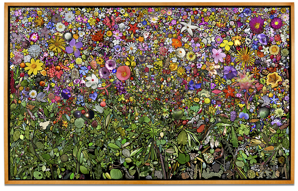 Case Simmons, Simmons & Burke, U.S. Plant Collection Palette, Still Lives and Common Names, Digital Collage, Digital Art, Photoshop Collage, Contemporary Collage, Case Simmons Art, Collage Fine Art, Plant Art, Digital Flower Art, Collection Art, Archive Art, Kohn Gallery