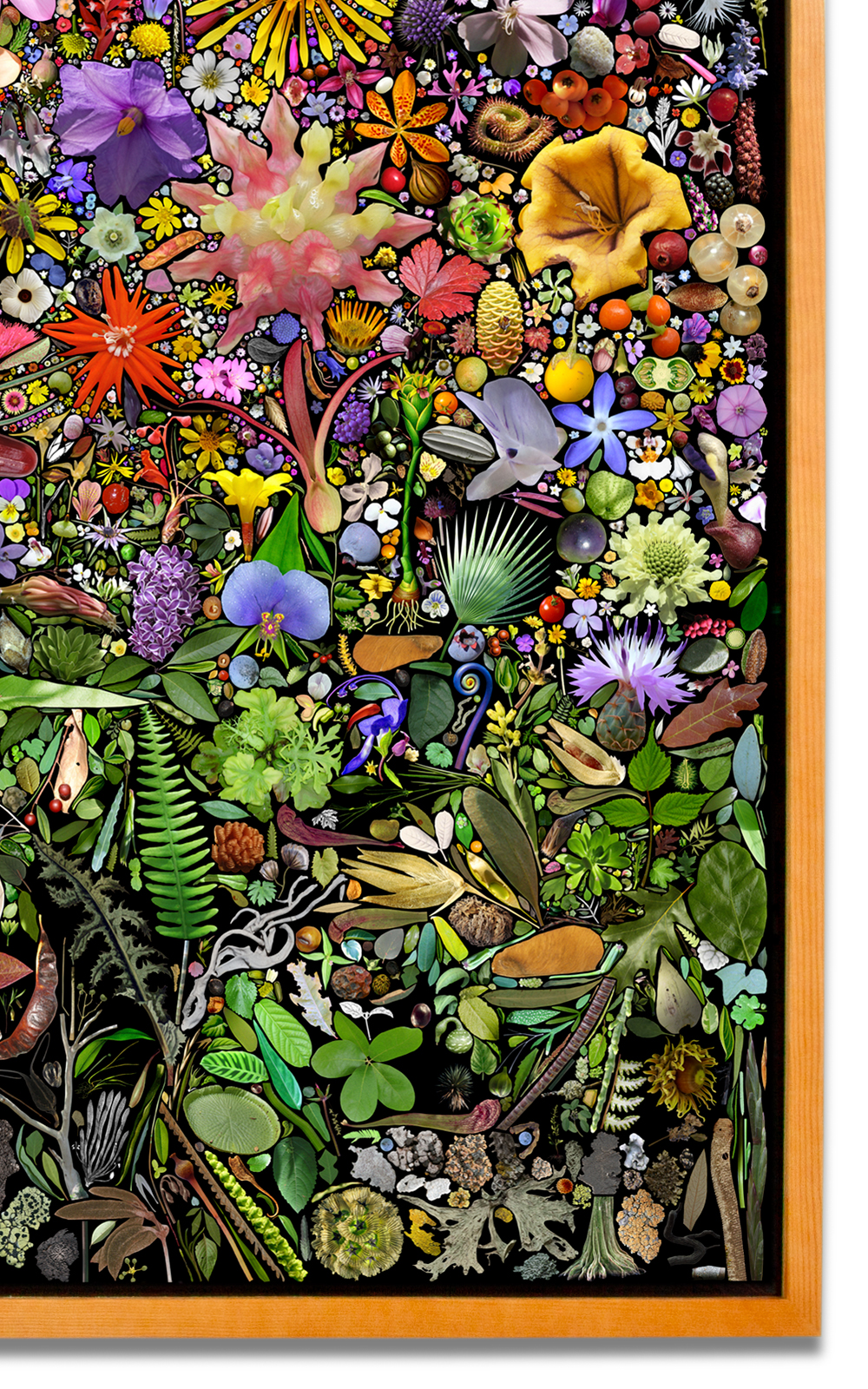 Case Simmons, Simmons & Burke, U.S. Plant Collection Palette, Still Lives and Common Names, Digital Collage, Digital Art, Photoshop Collage, Contemporary Collage, Case Simmons Art, Collage Fine Art, Plant Art, Digital Flower Art, Collection Art, Archive Art, Kohn Gallery