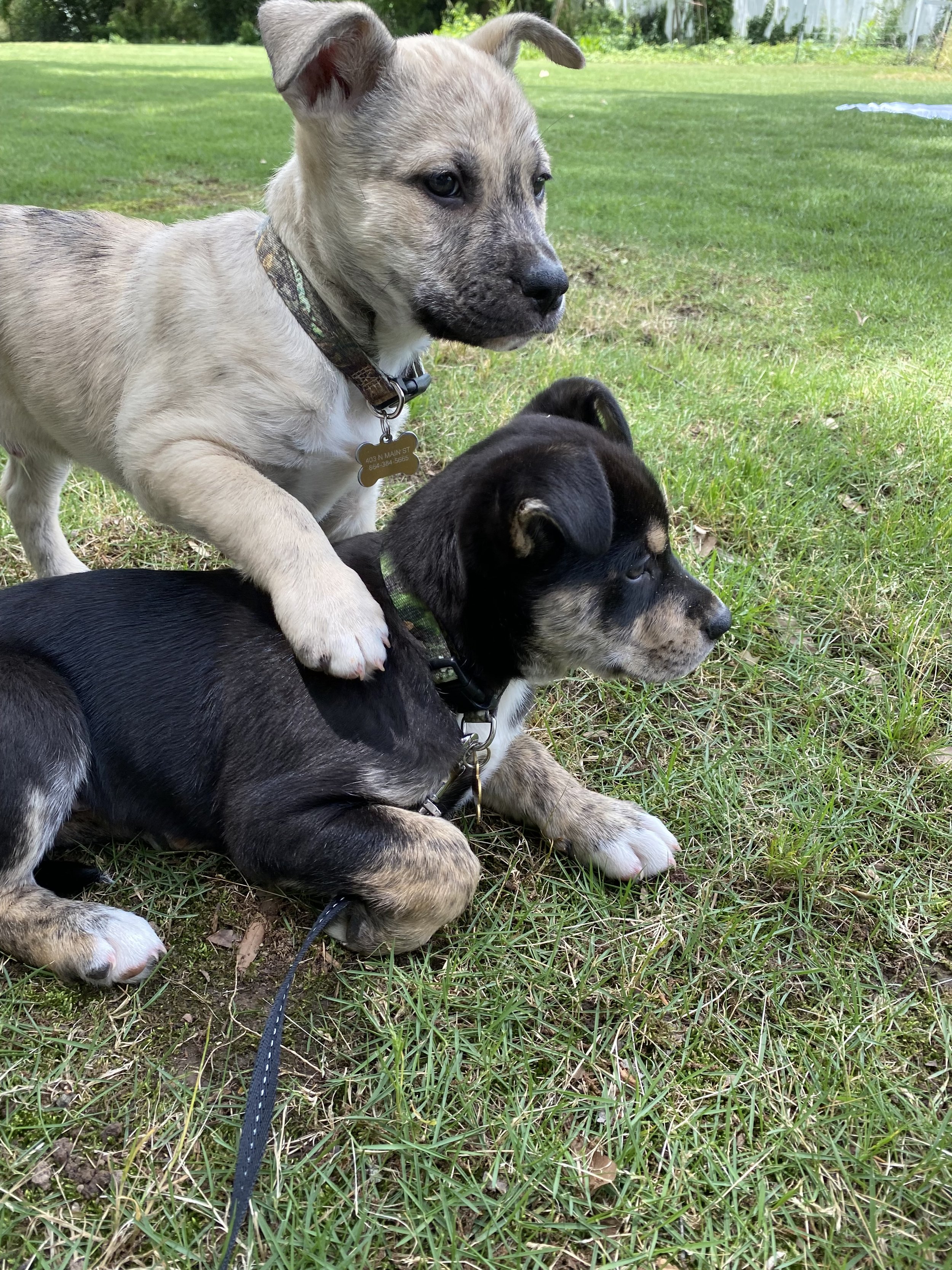 Koco and Monte, two puppies we rescued.