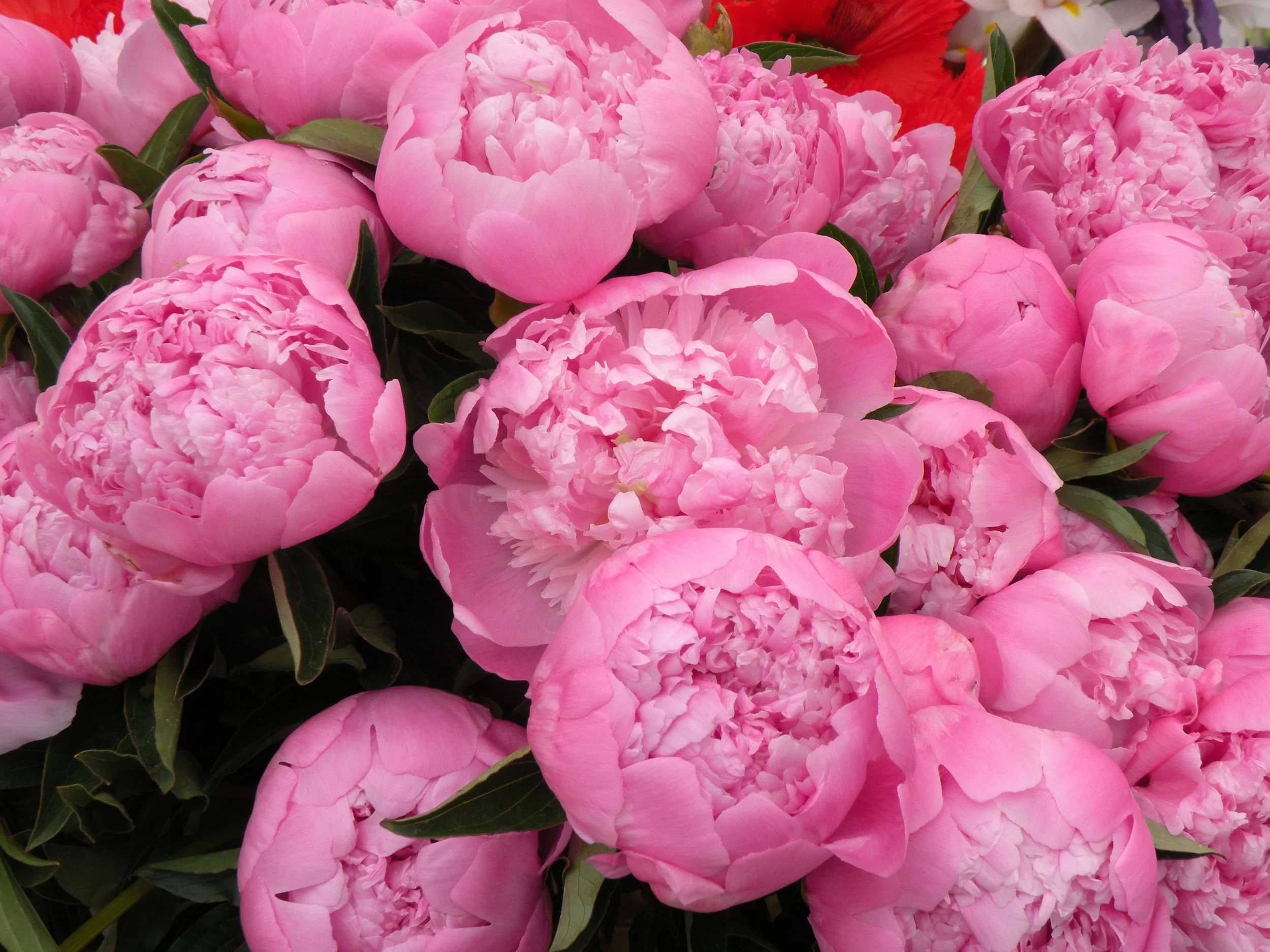 Opening Day Shopping List