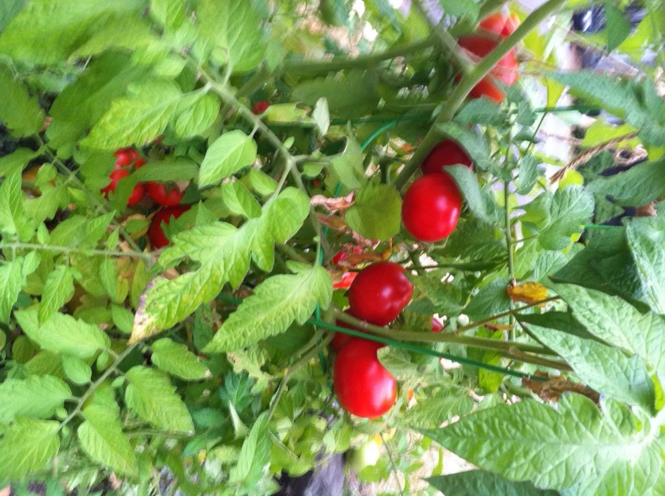 Tomatopalooza 2016! Our Family's Fresh Tomato Favorites