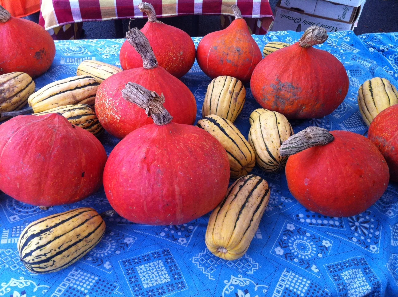 A Tale of Two Squashes