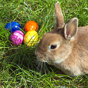 The Easter Bunny, contemplating his prebiotic-laden grass