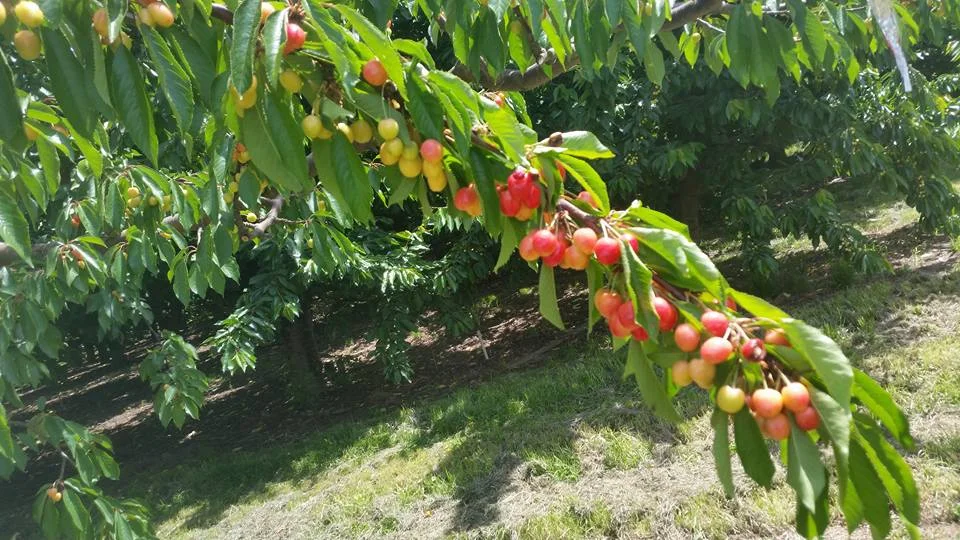 Rainiers on the branch...