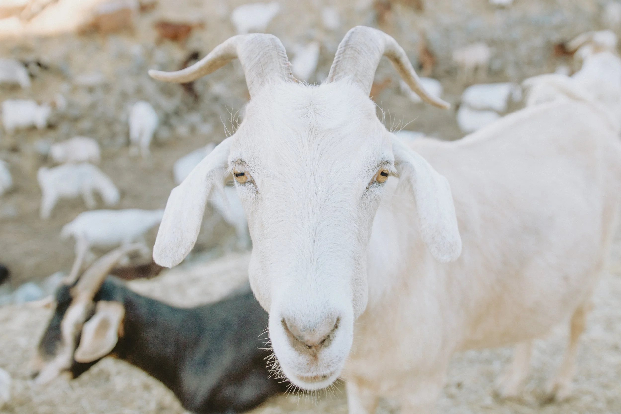 Eat your heart out, barnyard. (pic: Caleb Woods on Unsplash )