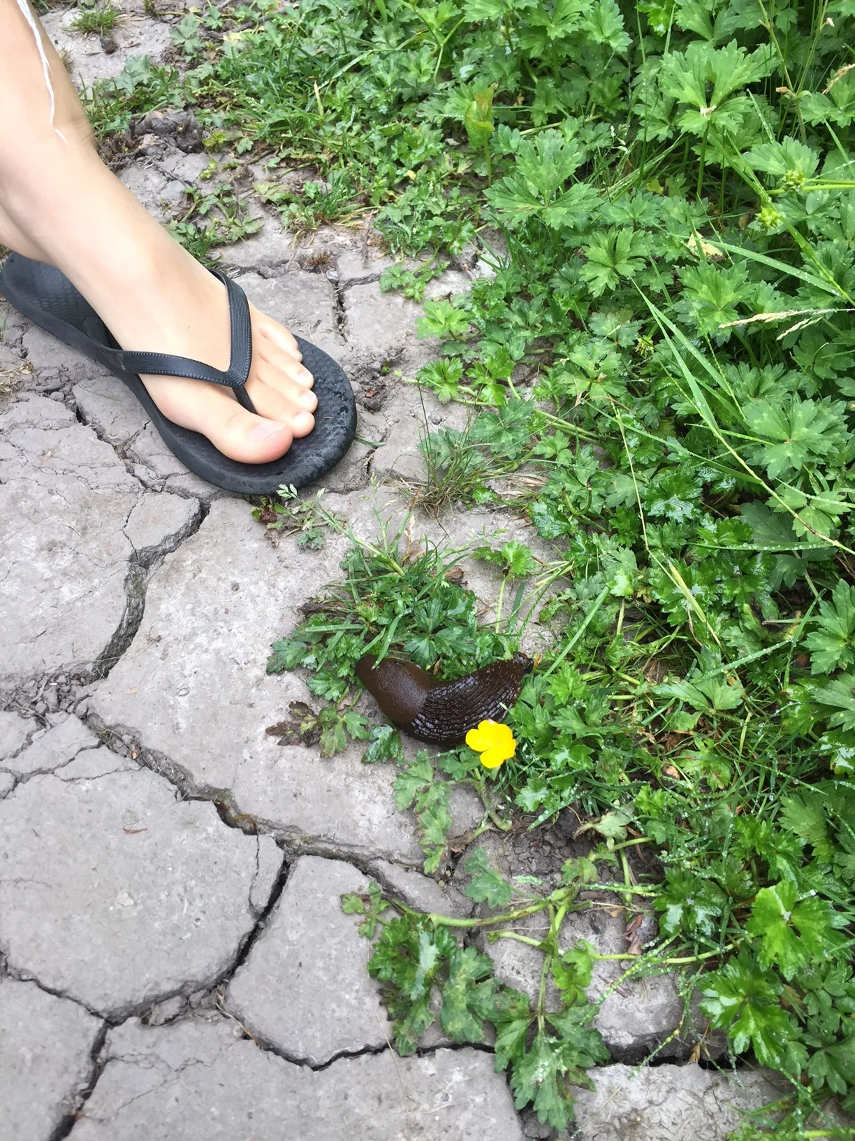 (with my daughter's foot thrown in, to show the scale of the beast)
