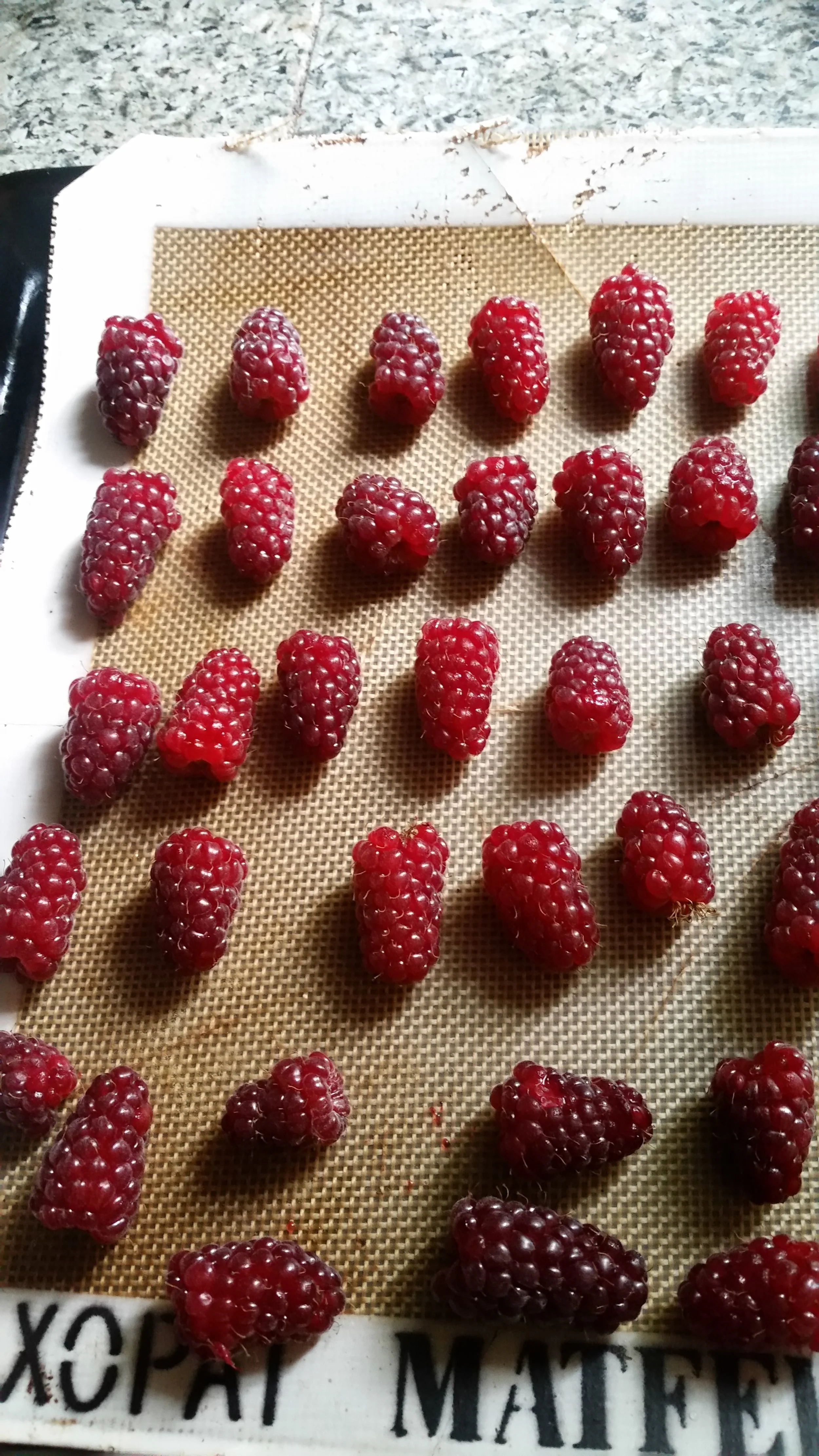 Ladies and gentlemen, I give you an army of tayberries.