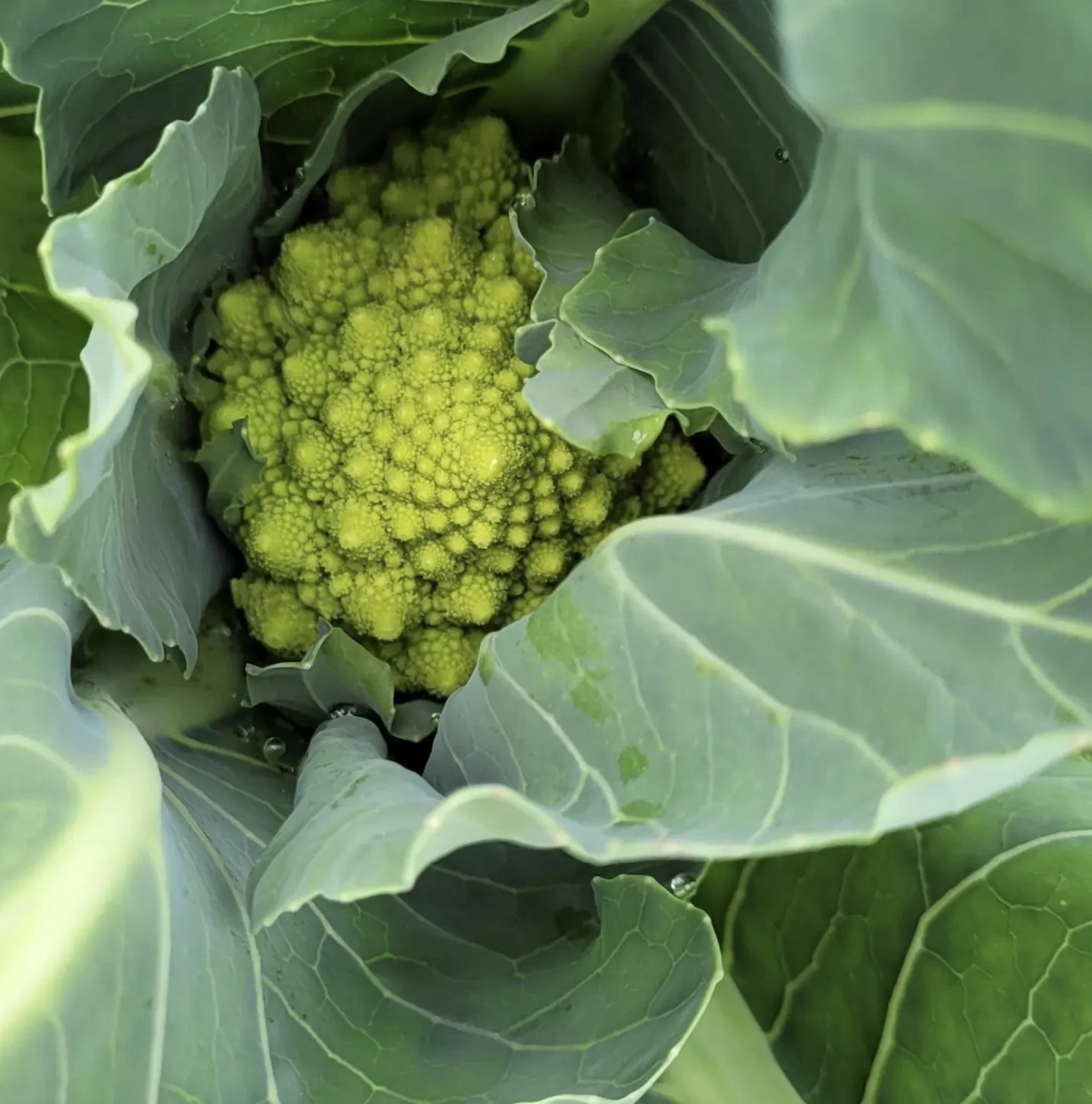 Screenshot 2024-02-07 at 2.01.00 PM.jpeg