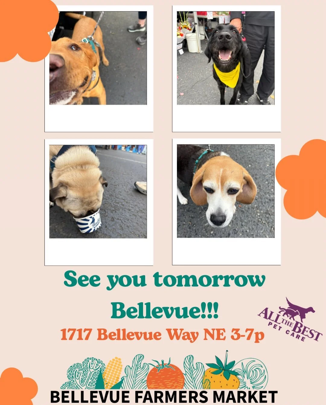 🚨🐾 Get excited Bellevue 🐾🚨 

Can&rsquo;t wait to see all our four legged friends tomorrow at Bellevue Farmers Market Dog Day! 

The sun should be shining ☀️, so put on your party clothes 🎉, fanciest leash 🦮 and join us from 3-7p! 

Special than