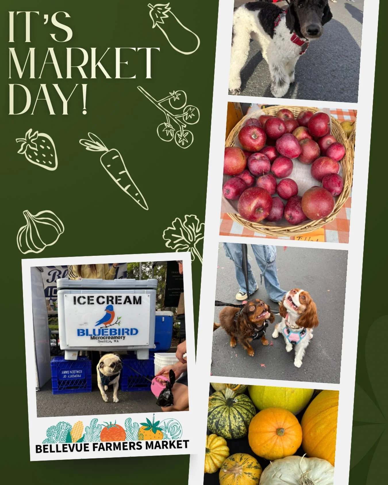 🥕🌽🥔 It&rsquo;s Market Day! 🥔🌽🥕

See you &amp; your pups at the Bellevue Farmers Market today from 3-7p!

Don&rsquo;t forget it&rsquo;s Dog Day!! 🐶🐾📸

📍1717 Bellevue Way NE