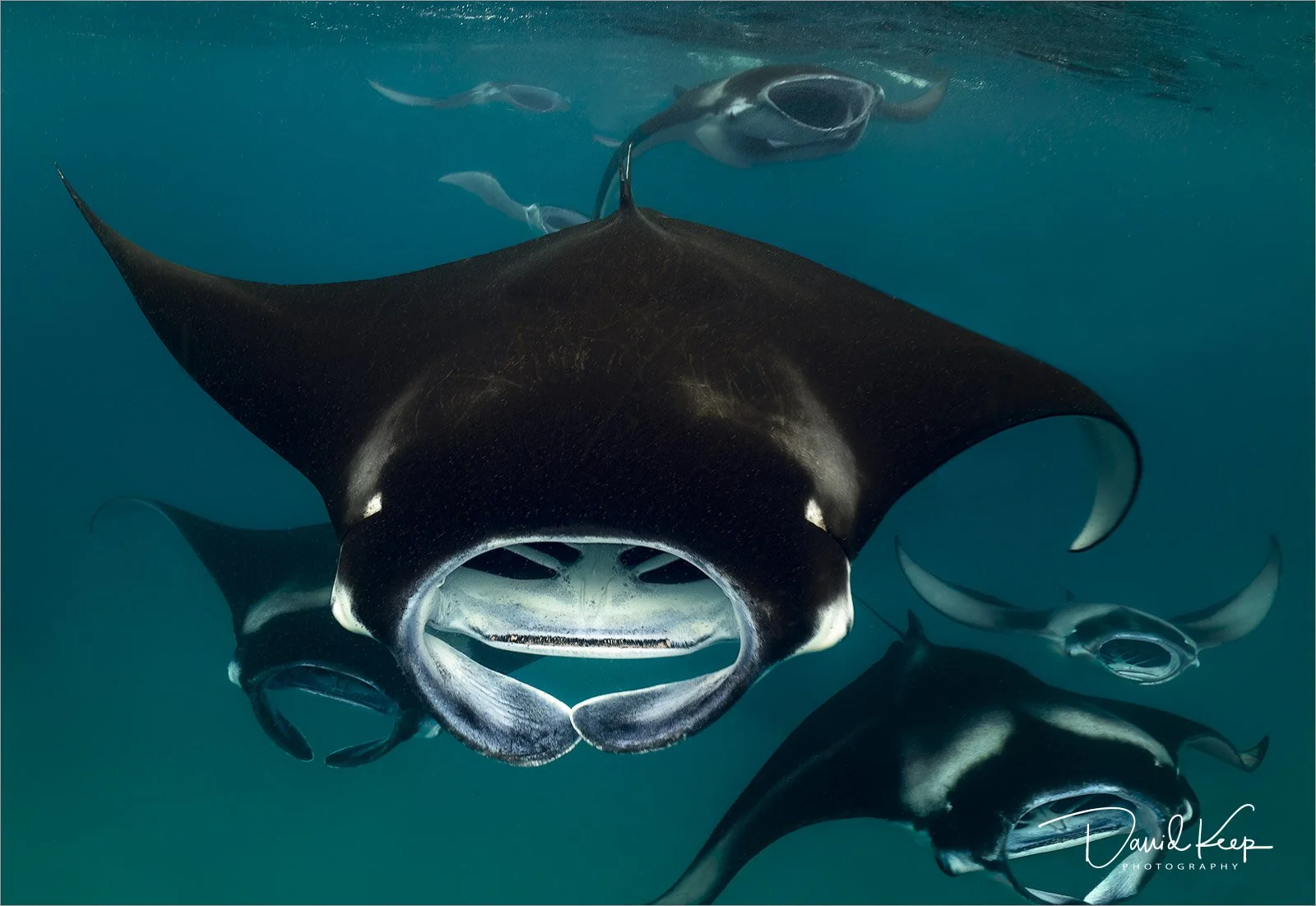Manta (2 of 8).jpg