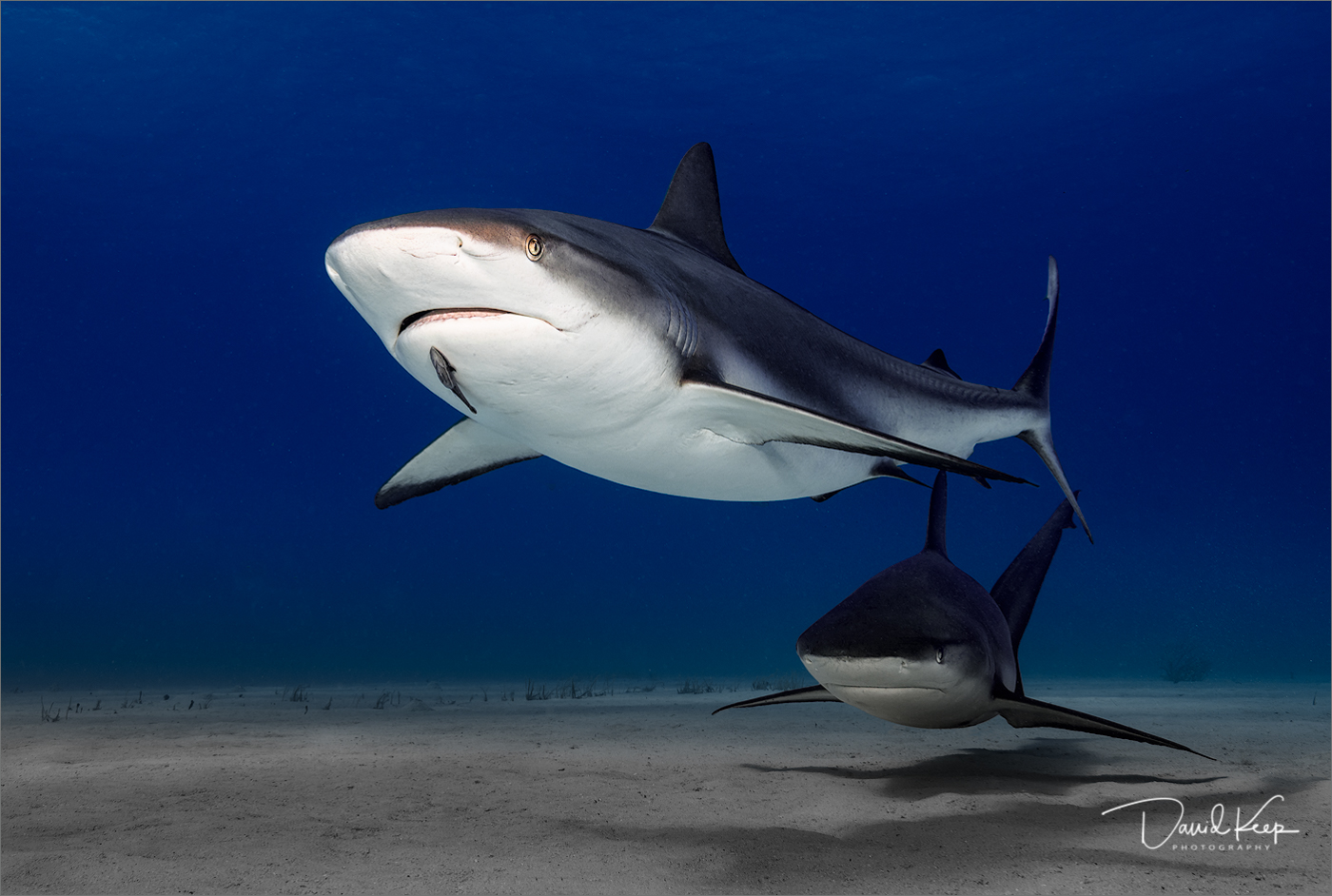 Patrolling Reef Sharks