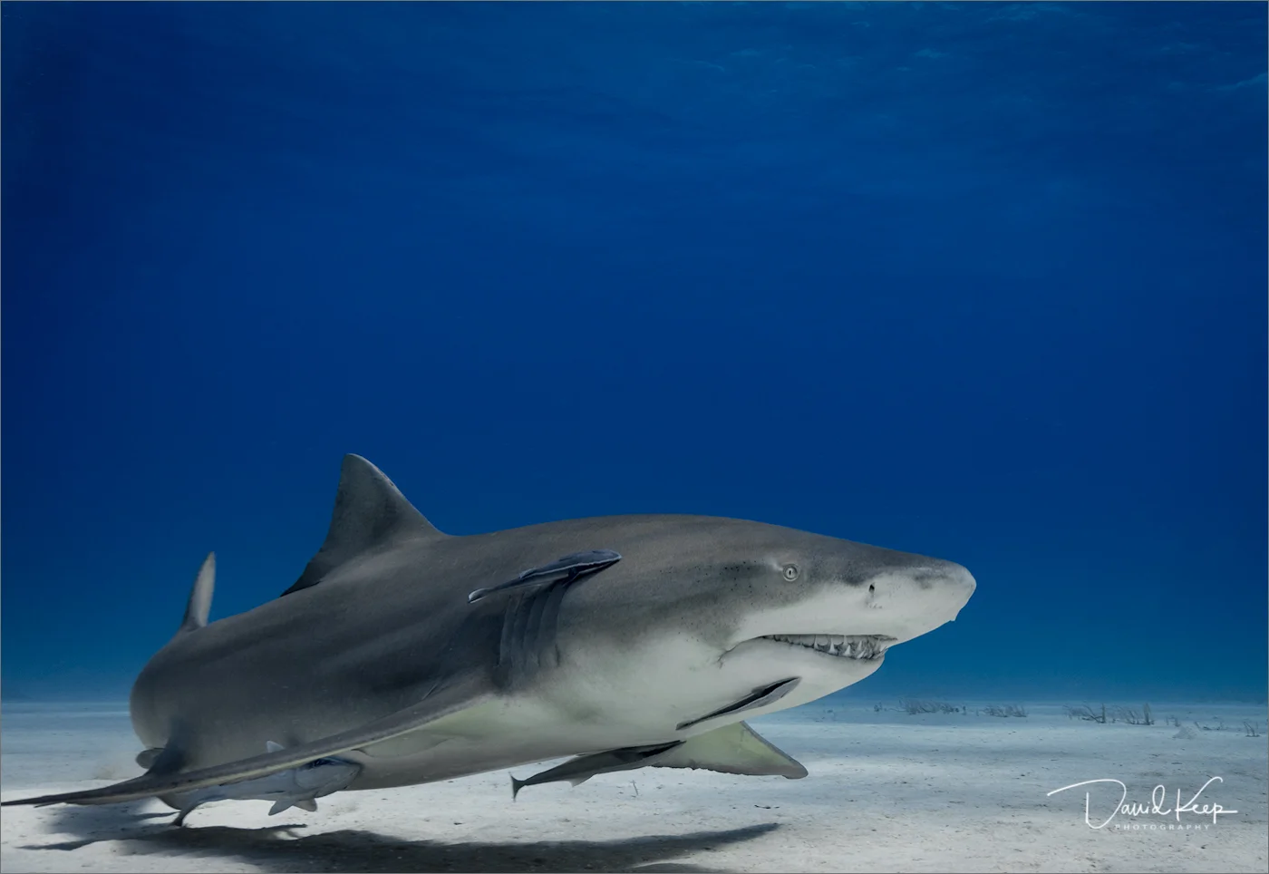 Lemon Shark