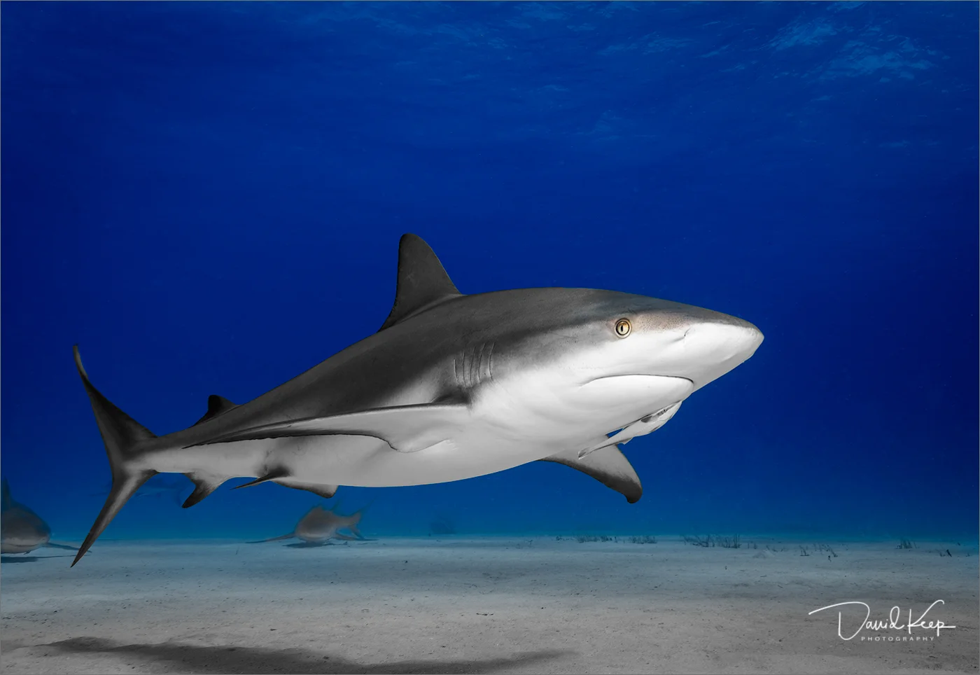 Caribbean Reef Shark